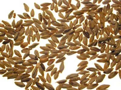 Image of barley grains