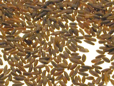 Image of rye grains