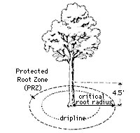 Tree diagram