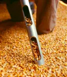 Image of extraction tube in corn