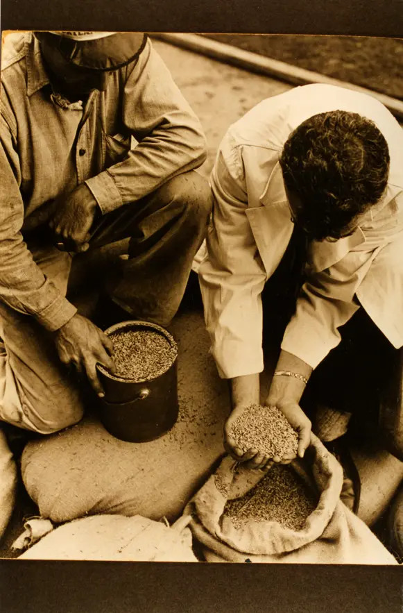 Image of grain testing